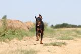 DOBERMANN 576